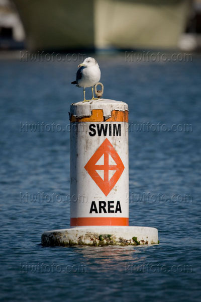 Black-tailed Gull Image @ Kiwifoto.com