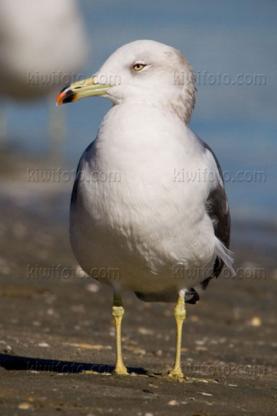 Black-tailed Gull Image @ Kiwifoto.com