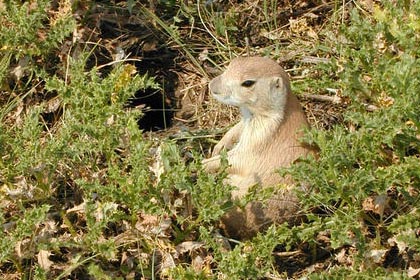 Black-tailed Prairie Dog Photo @ Kiwifoto.com