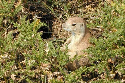 Black-tailed Prairie Dog Image @ Kiwifoto.com