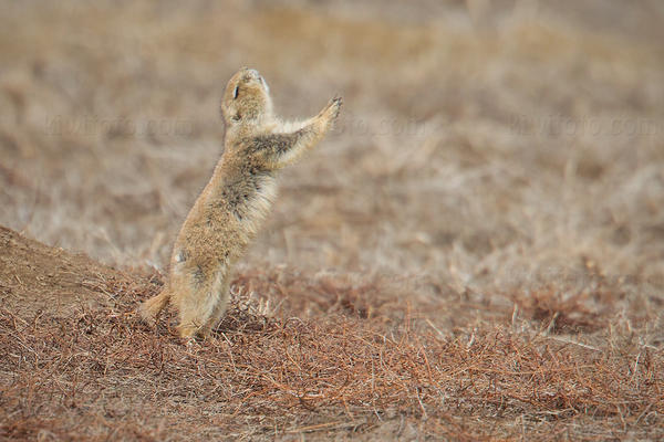 Black-tailed Prairie Dog Picture @ Kiwifoto.com