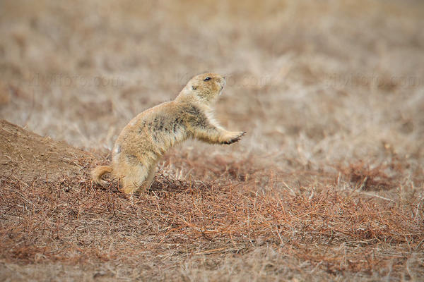 Black-tailed Prairie Dog Image @ Kiwifoto.com