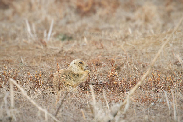 Black-tailed Prairie Dog Image @ Kiwifoto.com