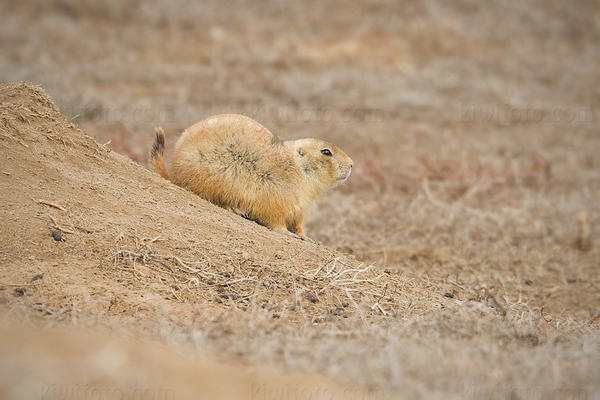 Black-tailed Prairie Dog Photo @ Kiwifoto.com