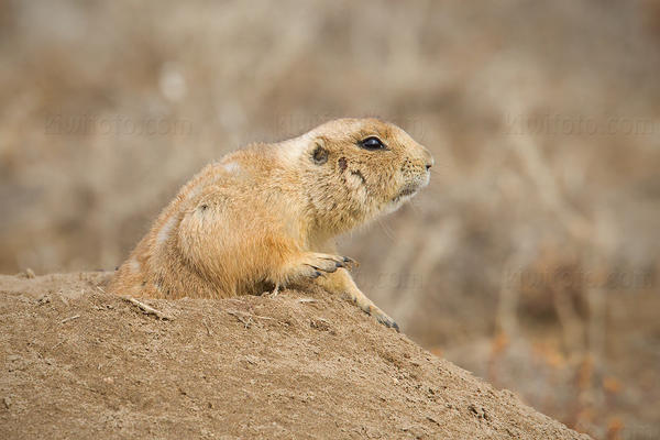 Black-tailed Prairie Dog Photo @ Kiwifoto.com