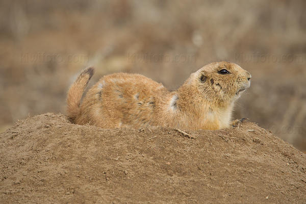 Black-tailed Prairie Dog Image @ Kiwifoto.com