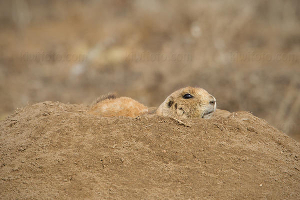 Black-tailed Prairie Dog Image @ Kiwifoto.com