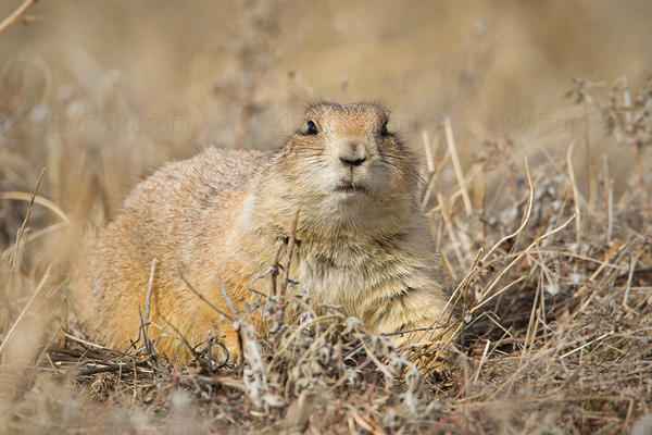 Black-tailed Prairie Dog Image @ Kiwifoto.com