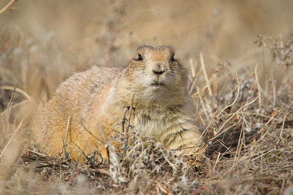 Black-tailed Prairie Dog Picture @ Kiwifoto.com