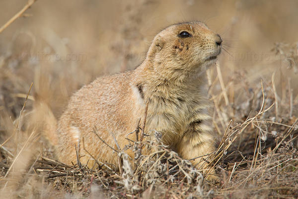 Black-tailed Prairie Dog Image @ Kiwifoto.com