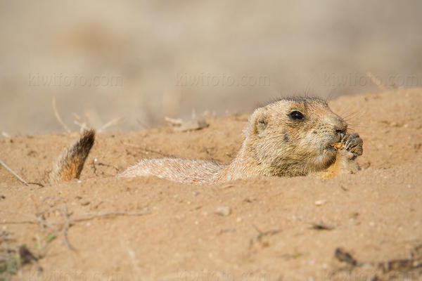 Black-tailed Prairie Dog Photo @ Kiwifoto.com