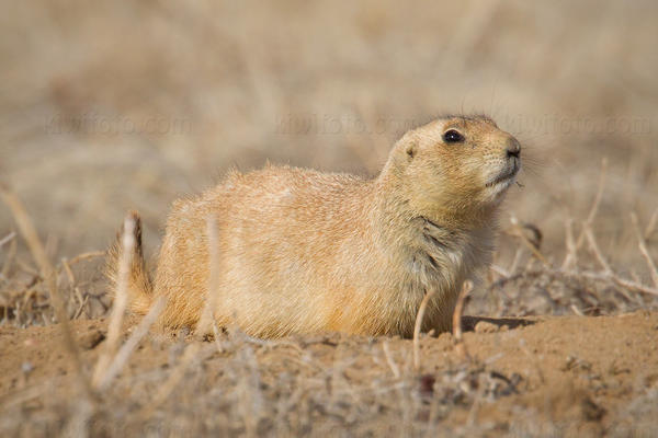 Black-tailed Prairie Dog Photo @ Kiwifoto.com