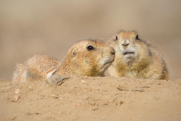 Black-tailed Prairie Dog Image @ Kiwifoto.com