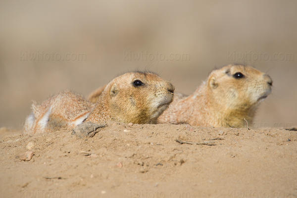 Black-tailed Prairie Dog Photo @ Kiwifoto.com