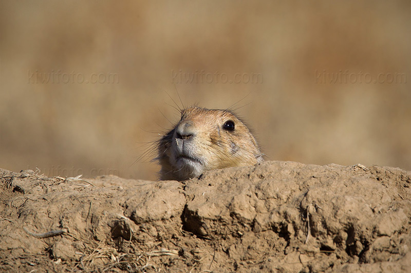 Black-tailed Prairie Dog Picture @ Kiwifoto.com