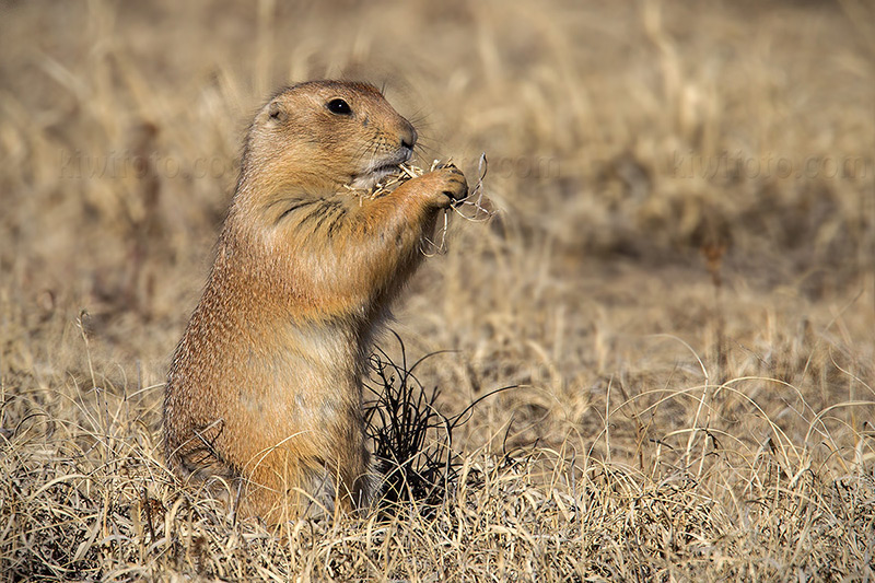 Black-tailed Prairie Dog Image @ Kiwifoto.com