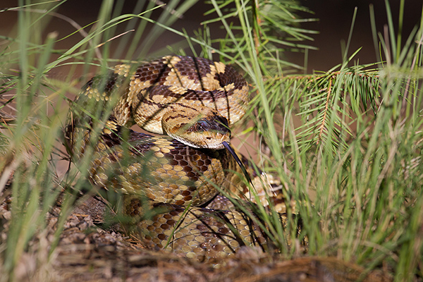 Black-tailed Rattlesnake @ Morse Canyon, AZ