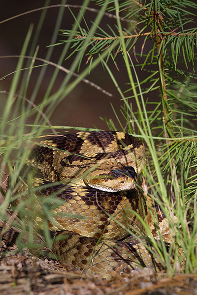 Black-tailed Rattlesnake Photo @ Kiwifoto.com