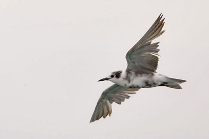 Black Tern Photo @ Kiwifoto.com