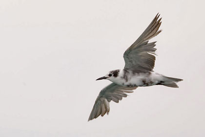 Black Tern Image @ Kiwifoto.com