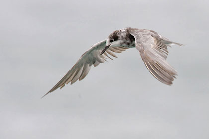 Black Tern Image @ Kiwifoto.com