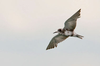 Black Tern Image @ Kiwifoto.com