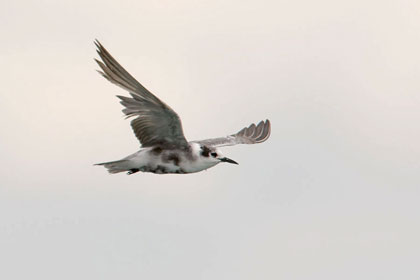 Black Tern Photo @ Kiwifoto.com