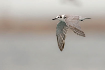 Black Tern Photo @ Kiwifoto.com