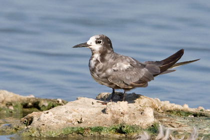 Black Tern Picture @ Kiwifoto.com