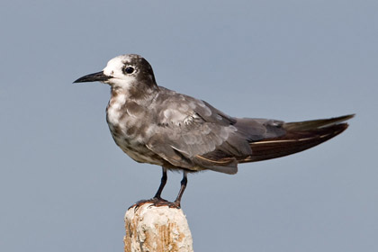 Black Tern