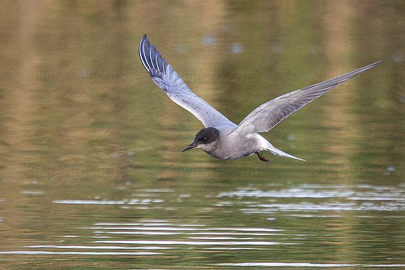 Black Tern Image @ Kiwifoto.com