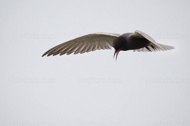 Black Tern Image @ Kiwifoto.com