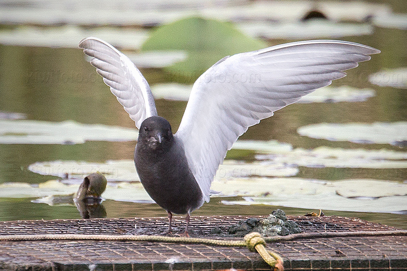 Black Tern Picture @ Kiwifoto.com