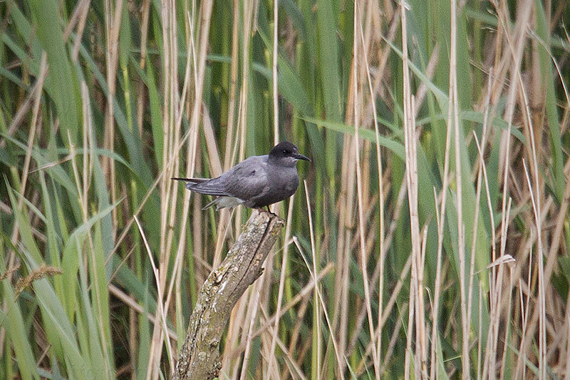 Black Tern Image @ Kiwifoto.com