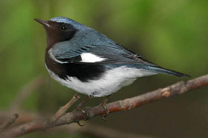 Black-throated Blue Warbler Photo @ Kiwifoto.com