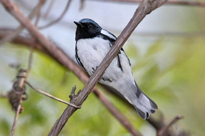 Black-throated Blue Warbler Photo @ Kiwifoto.com