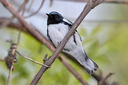 Black-throated Blue Warbler Image @ Kiwifoto.com