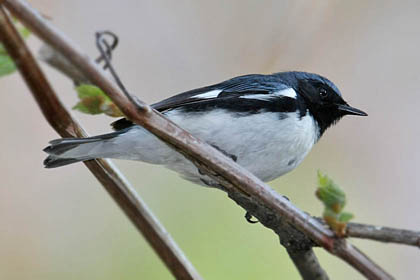 Black-throated Blue Warbler Photo @ Kiwifoto.com