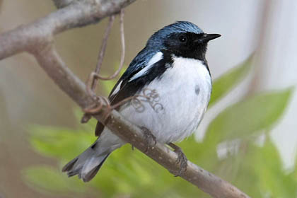 Black-throated Blue Warbler Image @ Kiwifoto.com