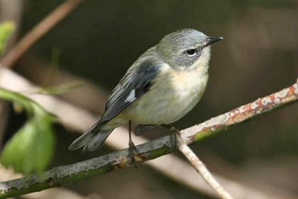 Black-throated Blue Warbler (female)