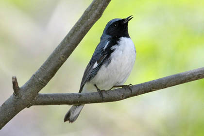 Black-throated Blue Warbler Photo @ Kiwifoto.com