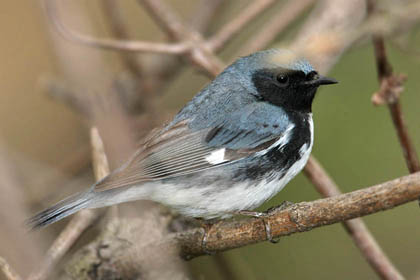Black-throated Blue Warbler Image @ Kiwifoto.com
