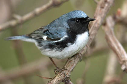 Black-throated Blue Warbler Image @ Kiwifoto.com