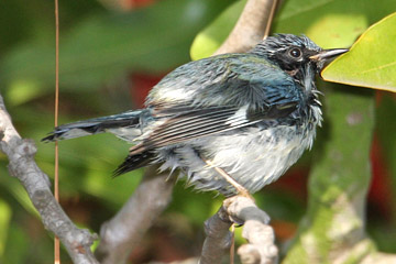 Black-throated Blue Warbler Image @ Kiwifoto.com