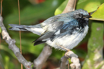 Black-throated Blue Warbler Image @ Kiwifoto.com