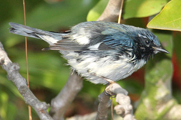 Black-throated Blue Warbler Image @ Kiwifoto.com