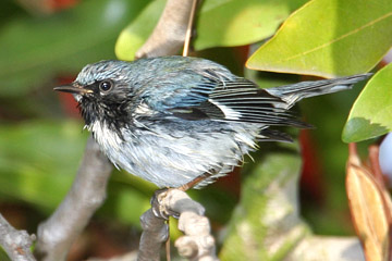 Black-throated Blue Warbler Photo @ Kiwifoto.com