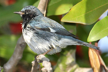 Black-throated Blue Warbler Image @ Kiwifoto.com