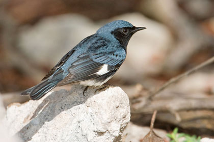 Black-throated Blue Warbler Picture @ Kiwifoto.com