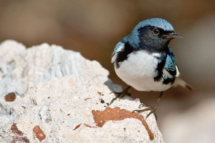 Black-throated Blue Warbler Image @ Kiwifoto.com